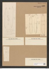 Nitzschia dubia W. Sm. (de-Toni-Nr.: Genus 47, Species 2039) Zeichnungen Sammlung Grunow Nr. 4029 (NHMW-BOT-W0371839)